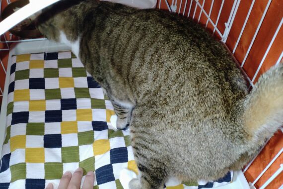 愛猫の安全を守るためケージ内へエスコートします！